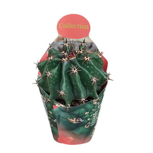 Kaktusy (Ferocactus horridus brevispinus) v květináči ø 10,5 cm