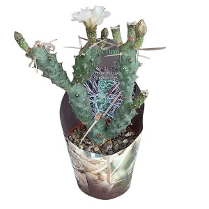 Kaktusy (Tephrocactus articulatus syringacanthus) v květináči ø 10,5 cm