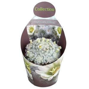 Kaktusy (Mammillaria plumosa) v květináči ø 10,5 cm