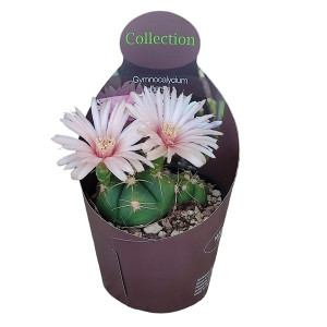 Kaktusy (Gymnocalycium horstii) v květináči ø 10,5 cm