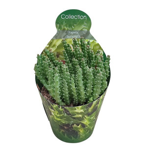 Kaktusy (Stapelia desmetiana) ve květináči ø 10,5 cm