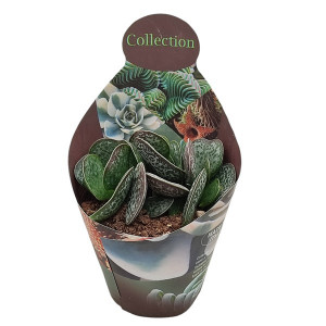 Adromischus (Adromischus rupicola) v květináči ø 10,5 cm