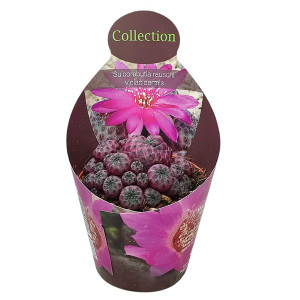 Kaktusy (Sulcorebutia rauschii violacidermis) v květináči ø 10,5 cm