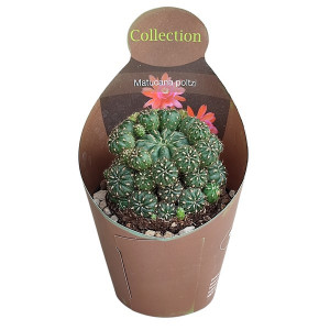Kaktusy (Matucana polzi) v květináči ø 10,5 cm