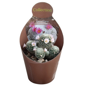 Kaktusy (Mammillaria humboldtii) v květináči ø 10,5 cm