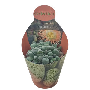 Pleiospilos (Pleiospilos nelii) ve květináči ø 10,5 cm