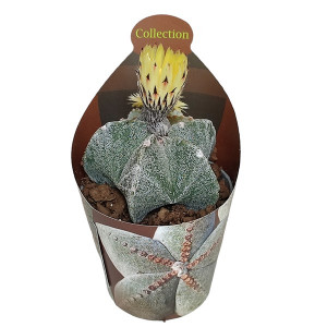 Kaktusy (Astrophytum myriostigma) v květináči ø 6,5 cm
