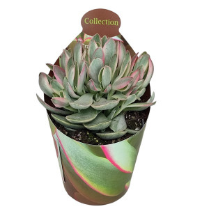 Crassula Money Maker (Crassula) ve květináči ø 6,5 cm