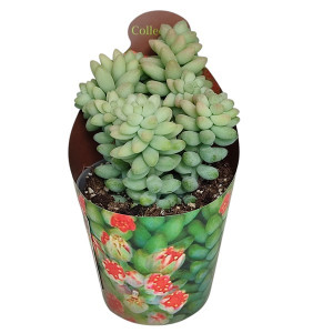 Hrubá tráva (Sedum burritum) ve květináči ø 6,5 cm