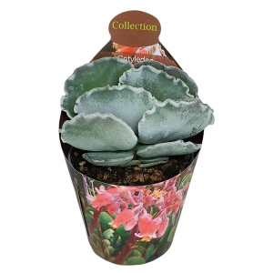 Cotyledon (Cotyledon orbiculata undulatum) v květináči ø 6,5 cm