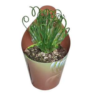 Albuca (Albuca spiralis) v květináči ø 6,5 cm