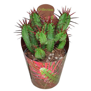 Euphorbia (Euphorbia enopla) ve květináči ø 6,5 cm
