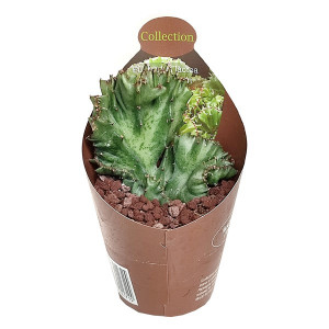 Euphorbia (Euphorbia lactea crestata) v květináči ø 6,5 cm