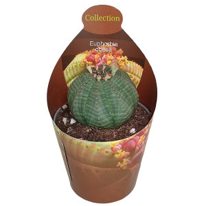 Euphorbia (Euphorbia obesa) v květináči ø 6,5 cm
