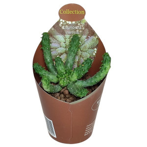 Euphorbia (Euphorbia inermis) ve květináči ø 6,5 cm