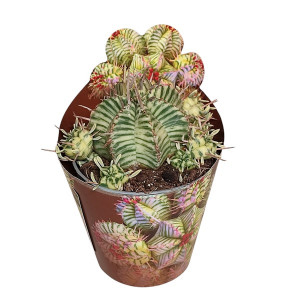 Kaktusy (Euphorbia meloformis variegata) v květináči ø 6,5 cm