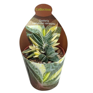 Gasteria (Gasteria verrucosa variegata) v květináči ø 6,5 cm