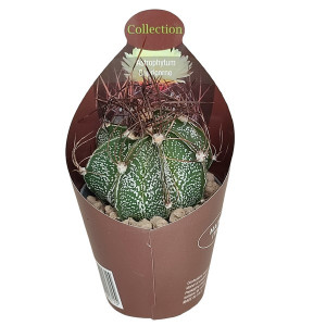 Kaktusy (Astrophytum capricorne) v květináči ø 6,5 cm