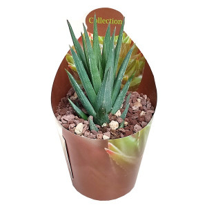 Haworthia (Haworthia glauca) v květináči ø 6,5 cm