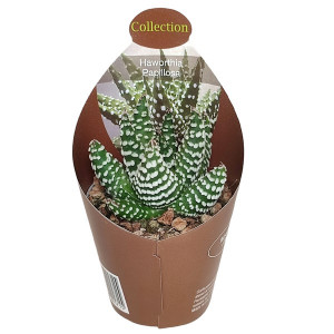 Haworthia (Haworthia papillosa) v květináči ø 6,5 cm