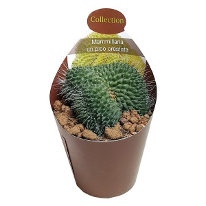 Kaktusy (Mammillaria spinosissima un pico crestata) v květináči ø 6,5 cm