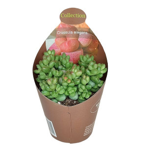 Crassula Elegans (Crassula) ve květináči ø 6,5 cm