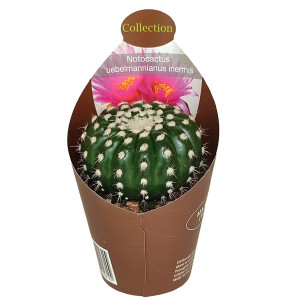 Kaktusy (Notocactus uebelmannianus inermis) v květináči ø 6,5 cm