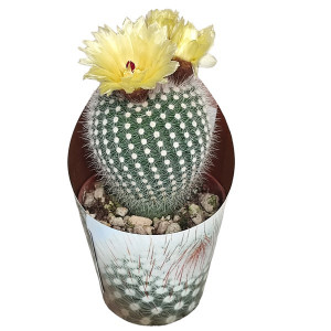 Kaktusy Frosty White (Notocactus scopa) v květináči ø 6,5 cm