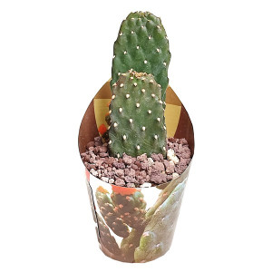 Kaktusy (Opuntia consolea rubescens) v květináči ø 6,5 cm