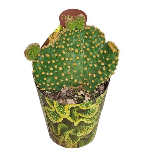 Kaktusy (Opuntia microdasys undulata) v květináči ø 6,5 cm