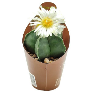 Kaktusy (Astrophytum myriostigm nudum) v květináči ø 6,5 cm