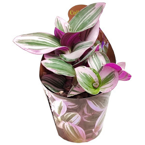 Tradescantia Nanouk (Tradescantia albiflora) v květináči ø 6,5 cm