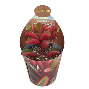 Peperomia Ruby Glow (Peperomia graveolens) v květináči ø 6,5 cm