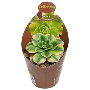 Aeonium (Aeonium floresens) ve květináči ø 6,5 cm