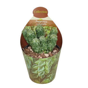 Peperomie (Peperomia columella) ve květináči ø 6,5 cm