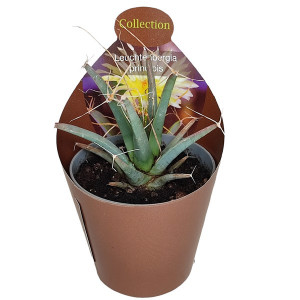 Kaktusy (Leuchtenbergia principis) v květináči ø 6,5 cm