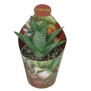 Haworthia Spider White (Haworthia limifolia) v květináči ø 6,5 cm
