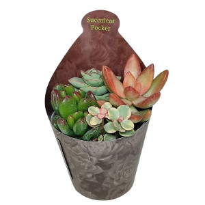 Sukulenty Poker mix v květináči ø 6,5 cm