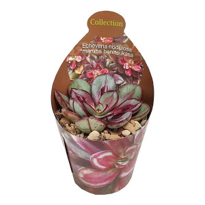 Echeveria Maruba Benitsukasa (Echeveria nodulosa) v květináči ø 6,5 cm