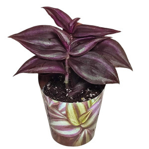 Tradescantia Purple Passion (Tradescantia zebrina) v květináči ø 6,5 cm