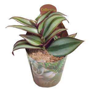 Tradescantia (Tradescantia zebrina) v květináči ø 6,5 cm