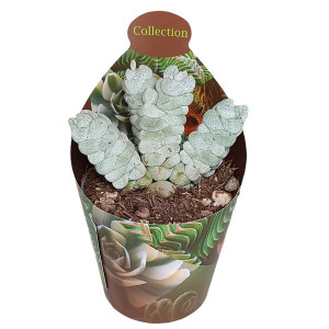 Crassula Deceptor (Crassula) ve květináči ø 6,5 cm