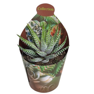 Haworthia Royal Alber (Haworthia fasciata) v květináči ø 6,5 cm