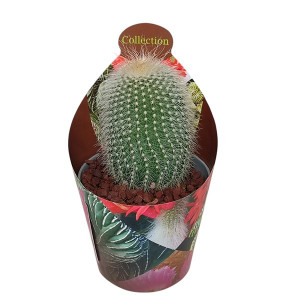 Kaktusy (Notocactus leninghausii albispinus) v květináči ø 6,5 cm