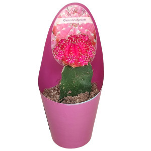 Kaktusy fuchsia (Gymnocalycium) v květináči ø 6,5 cm