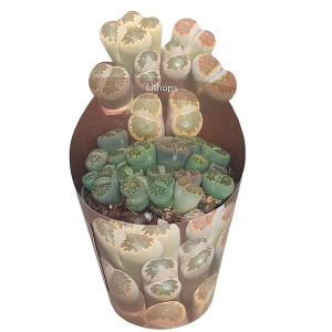 Lithops (Lithops) v květináči ø 6,5 cm