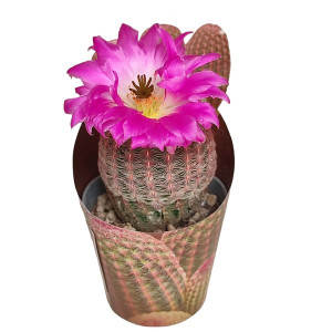 Kaktusy (Echinocereus rigidissimus rubrispinus) v květináči ø 6,5 cm