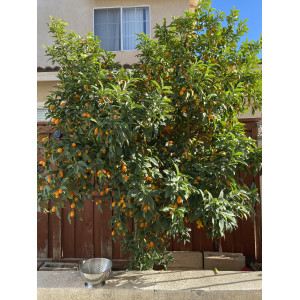 Kumkvat (Citrus japonica)