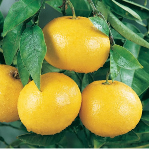 Grapefruit (Citrus x paradisi)