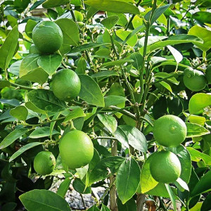 Zelený citron (Citrus x aurantiifolia)